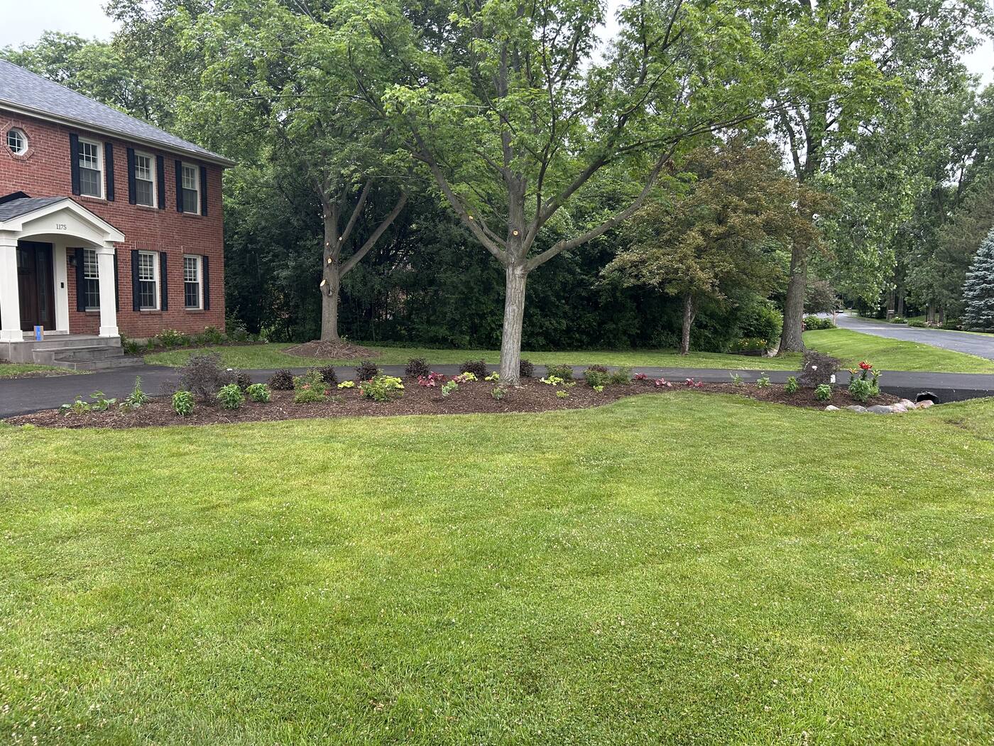 Renovated front foundation bed with fresh mulch and new flowering shrubs in front of a brick colonial home