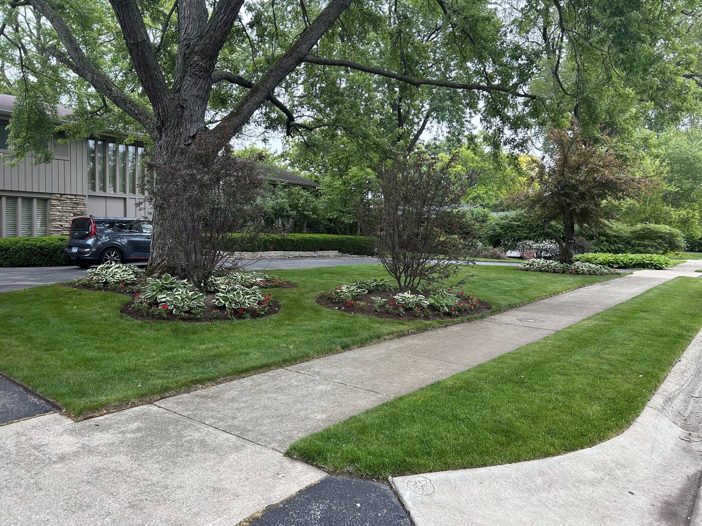 Mature shade garden bed with hostas and flowering shrubs bordering a brick walkway under large trees