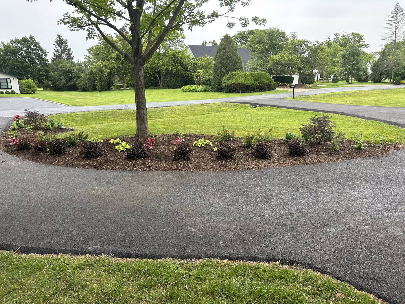 Curved driveway island planting bed with newly mulched shrubs beneath a mature shade tree