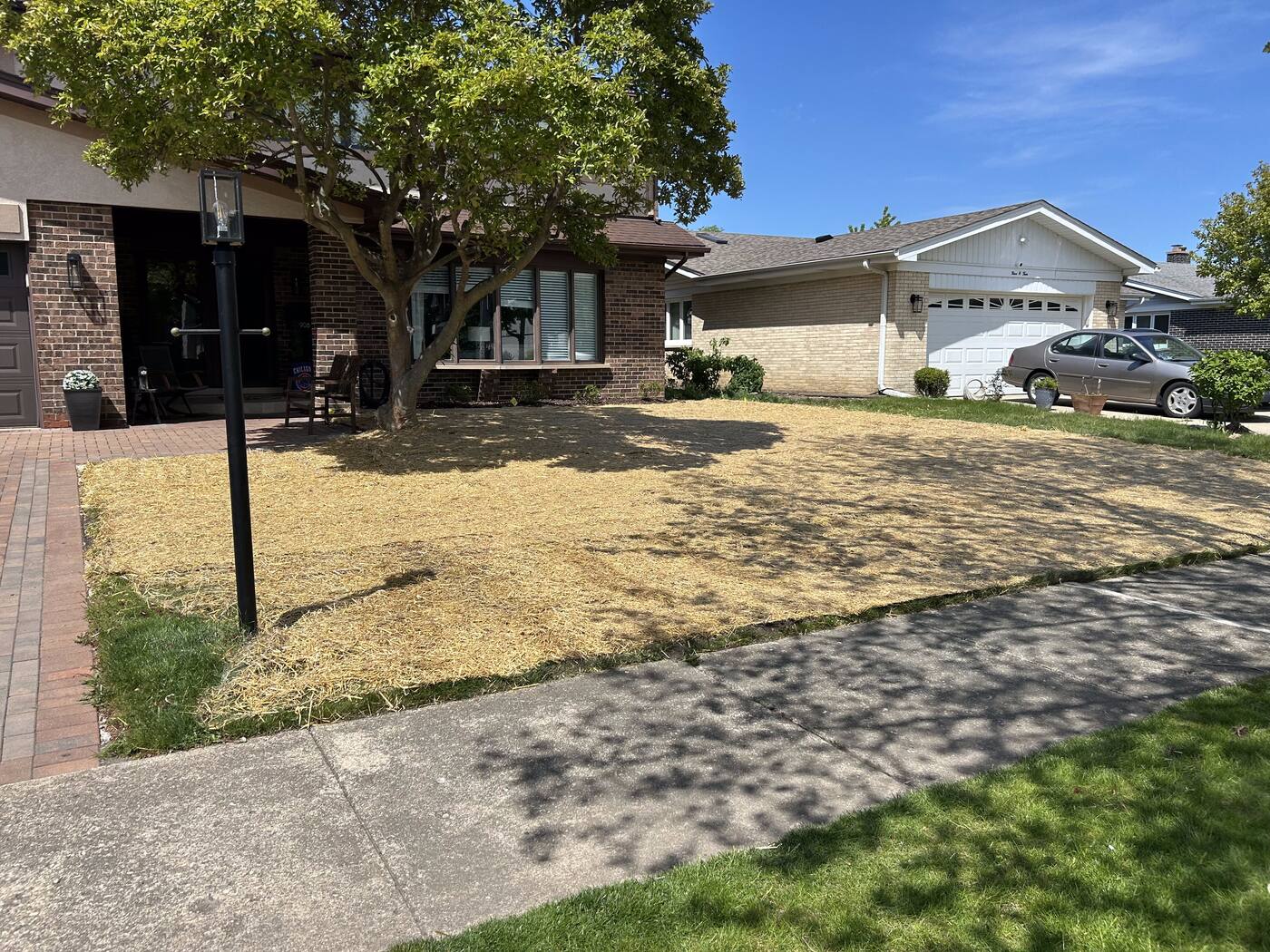 Freshly seeded front lawn area covered in straw mulch alongside a brick driveway